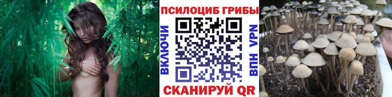 где купить   Сасово  Галлюциногенные грибы GOLDEN TEACHER 